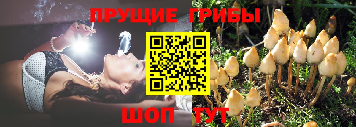 Псилоцибиновые грибы GOLDEN TEACHER  где найти наркотики  Галлюциногенные грибы мицелий  Янаул  Вход с VPN 